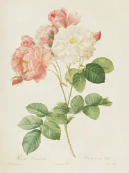 Rosa Damascena, fra 